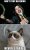 grumpy-cat-23.jpg