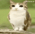 meowl.gif