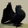 pigeon729