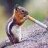 Smokin'Squirrel